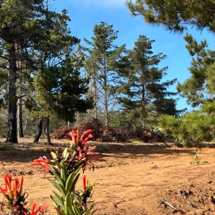 Proyecto terrenos laguna verde - Región de Valparaíso